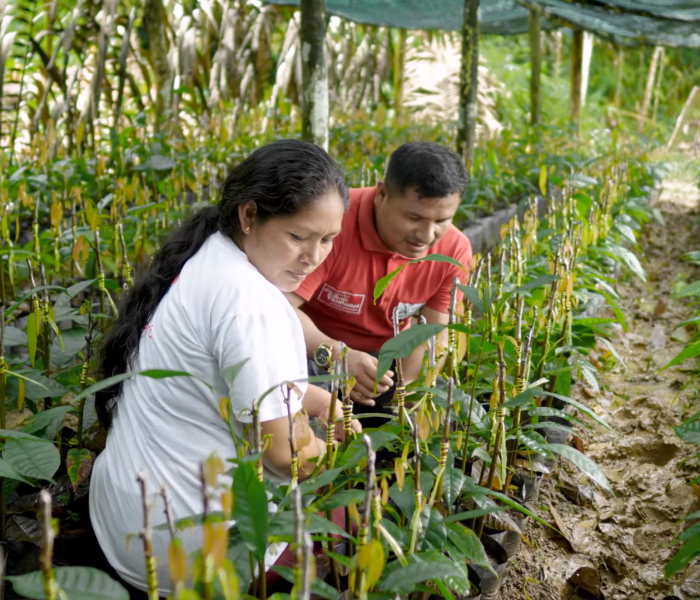 Petroperú transforma la vida de 80 vecinos del oleoducto con el cacao agroforestal