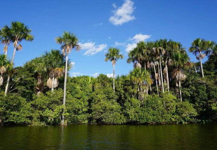 turberas amazonicas
